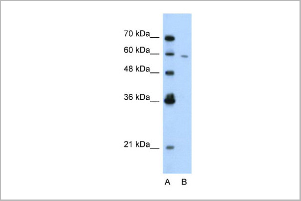 product-image-AAA23385_WB7.jpg