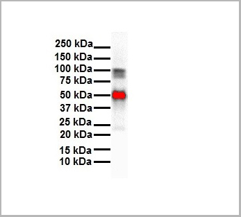 product-image-AAA23387_WB5.jpg