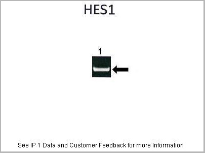 product-image-AAA23407_IP3.jpg