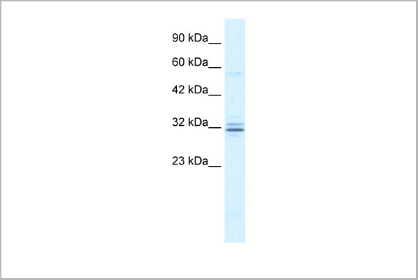 product-image-AAA23407_WB5.jpg