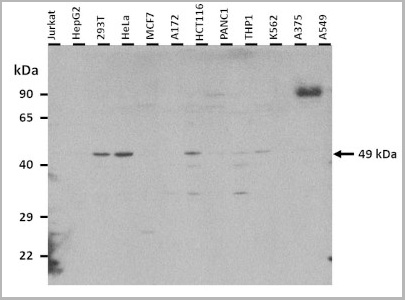 product-image-AAA23421_SDS_PAGE6.jpg