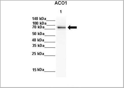 product-image-AAA23476_WB3.jpg