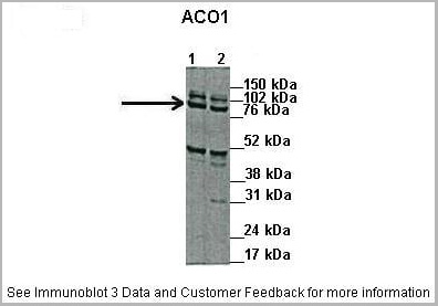 product-image-AAA23476_WB6.jpg