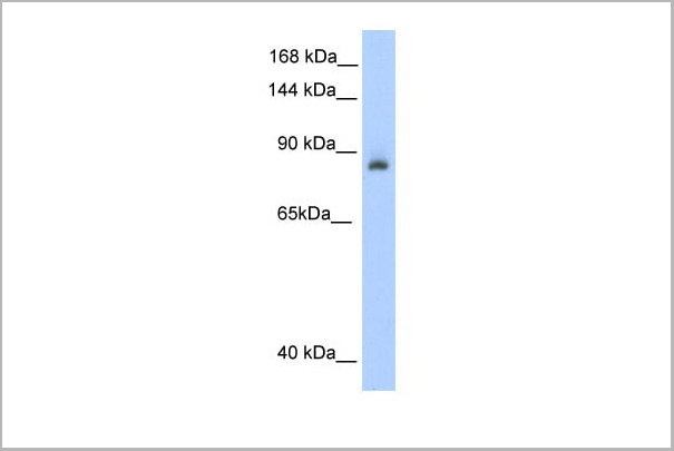 product-image-AAA23476_WB8.jpg