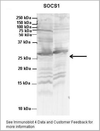 product-image-AAA23501_WB3.jpg