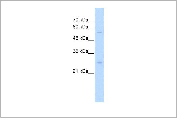 product-image-AAA23501_WB5.jpg