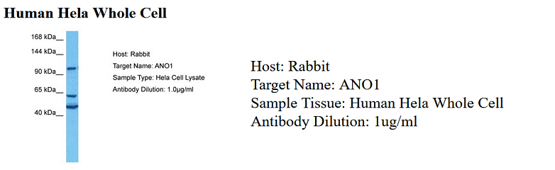 product-image-AAA23502_WB4.png