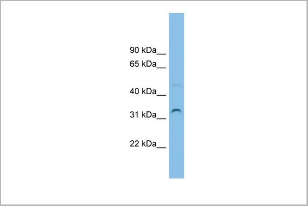 product-image-AAA23520_WB.jpg