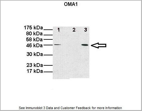 product-image-AAA23547_WB3.jpg