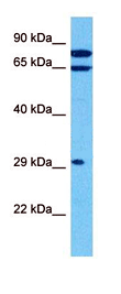 product-image-AAA23547_WB6.jpg