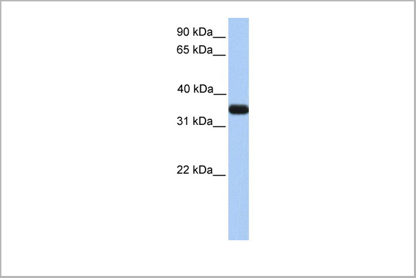 product-image-AAA23552_WB6.jpg