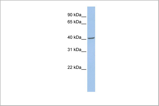 product-image-AAA23557_WB5.jpg
