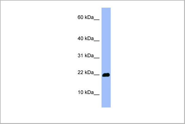 product-image-AAA23571_WB3.jpg