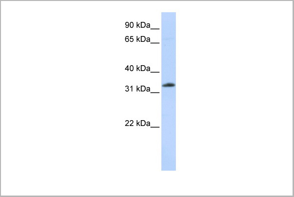 product-image-AAA23577_WB5.jpg