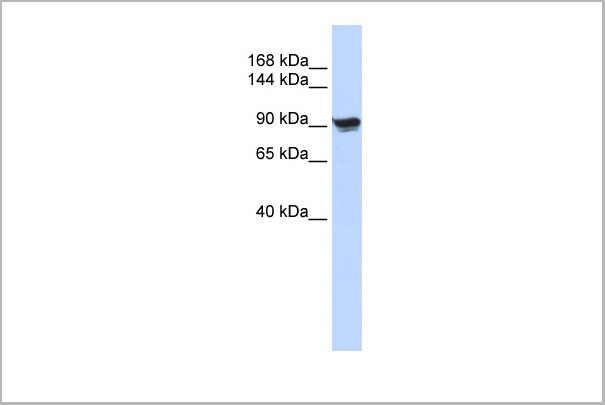 product-image-AAA23579_WB6.jpg
