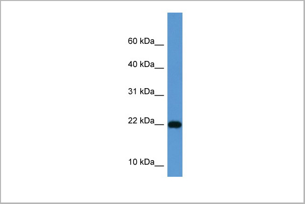 product-image-AAA23589_WB6.jpg