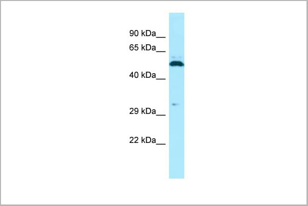 product-image-AAA23593_WB3.jpg