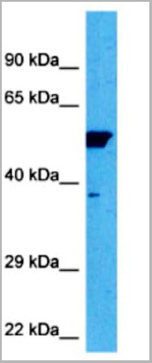 product-image-AAA23593_WB4.jpg