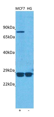 product-image-AAA23597_WB2.jpg
