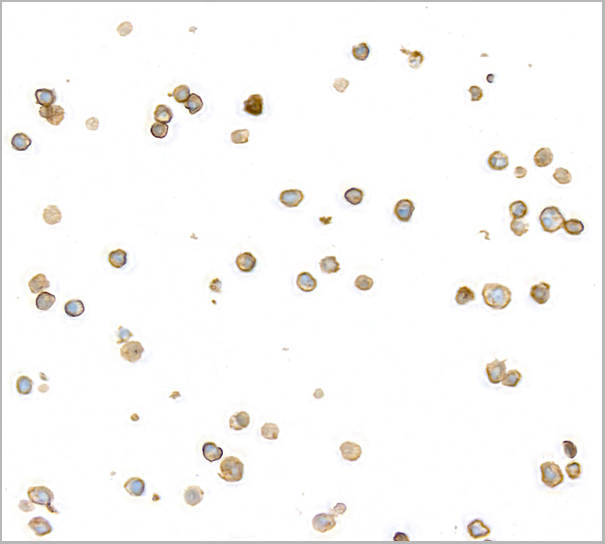 product-image-AAA23790_ICC2.jpg