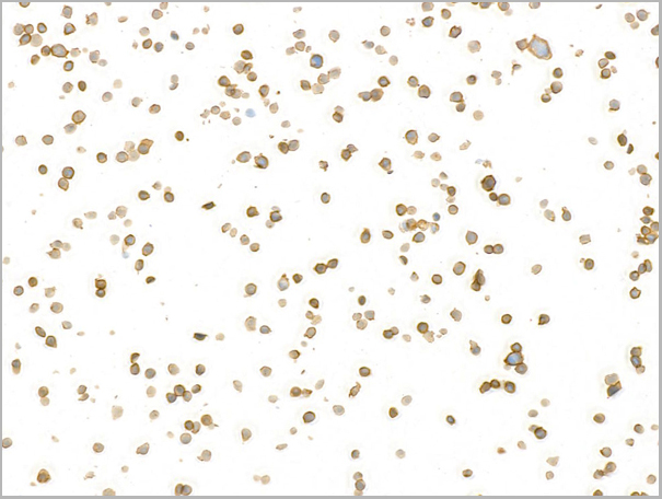 product-image-AAA23790_ICC3.jpg