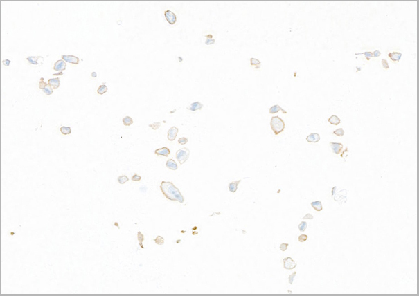 product-image-AAA23800_ICC3.jpg