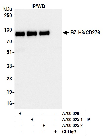 product-image-AAA23800_IP6.jpg