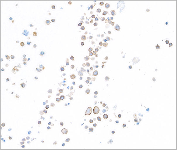 product-image-AAA23803_ICC2.jpg