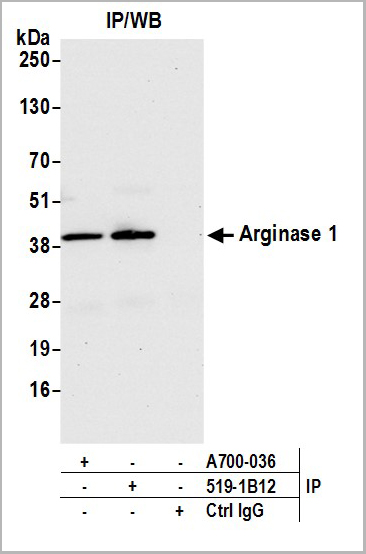 product-image-AAA23806_IP5.jpg