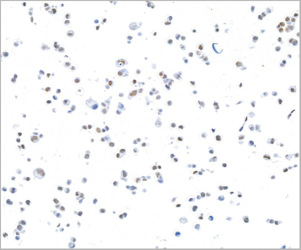 product-image-AAA23809_ICC4.jpg