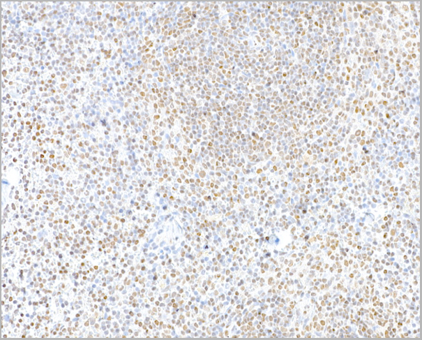 product-image-AAA23809_IHC5.jpg