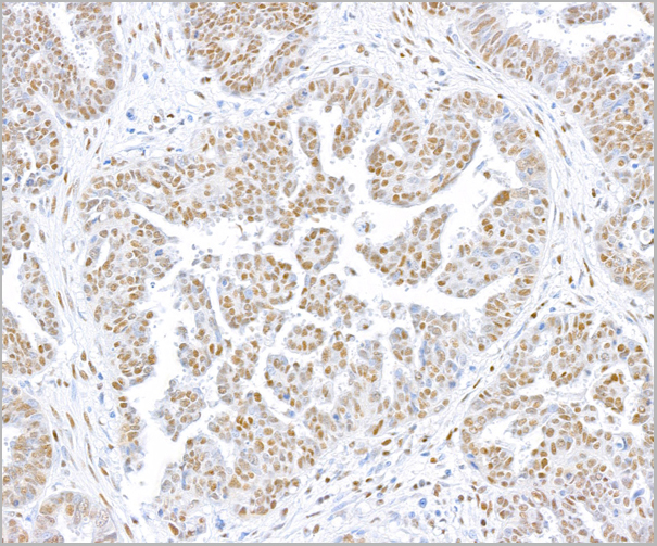 product-image-AAA23809_IHC6.jpg