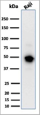 product-image-AAA23891_WB3.jpg