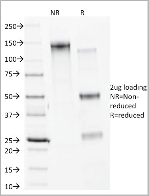 product-image-AAA23894_SDS_PAGE5.jpg