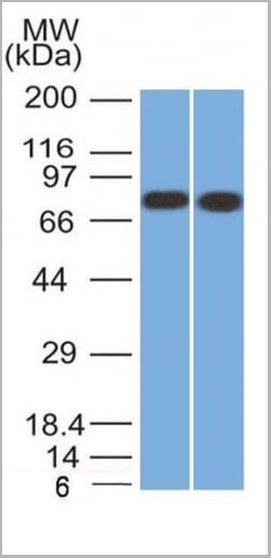 product-image-AAA23894_WB4.jpg
