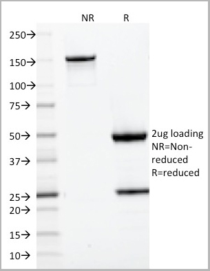 product-image-AAA23895_SDS_PAGE5.jpg