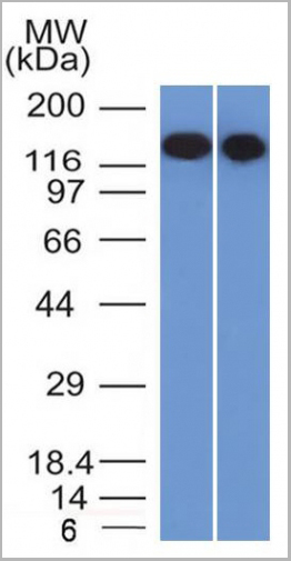 product-image-AAA23895_WB3.jpg