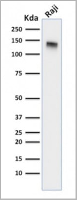 product-image-AAA23895_WB4.jpg