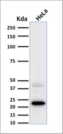 product-image-AAA23907_WB3.jpg