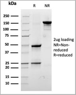 product-image-AAA23908_SDS_PAGE8.jpg