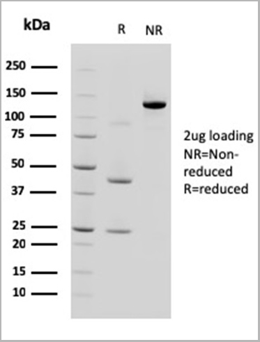 product-image-AAA23911_SDS_PAGE2.jpg