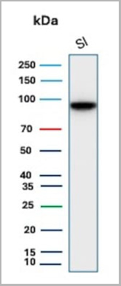 product-image-AAA23911_WB5.jpg