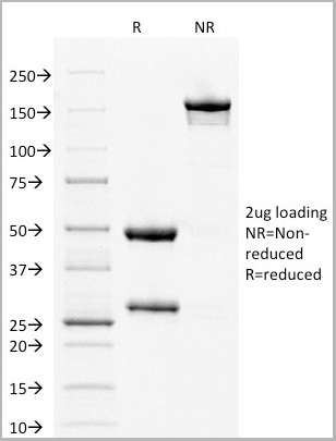 product-image-AAA23914_SDS_PAGE5.jpg