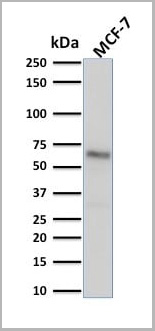 product-image-AAA23914_WB4.jpg