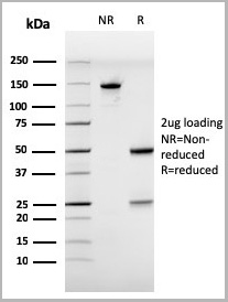 product-image-AAA23915_SDS_PAGE5.jpg