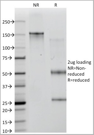 product-image-AAA23916_SDS_PAGE5.jpg