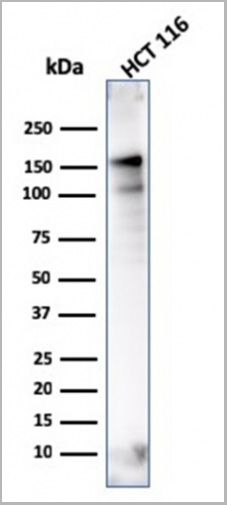product-image-AAA23917_WB6.jpg