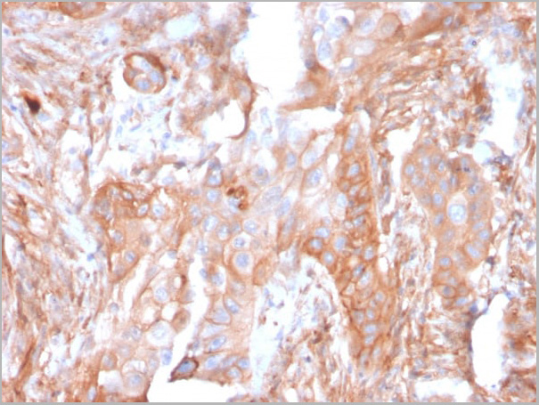 product-image-AAA23926_IHC4.jpg