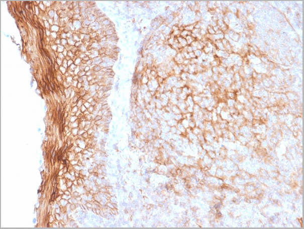 product-image-AAA23927_IHC.jpg