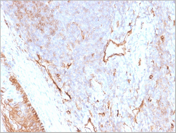 product-image-AAA23927_IHC3.jpg